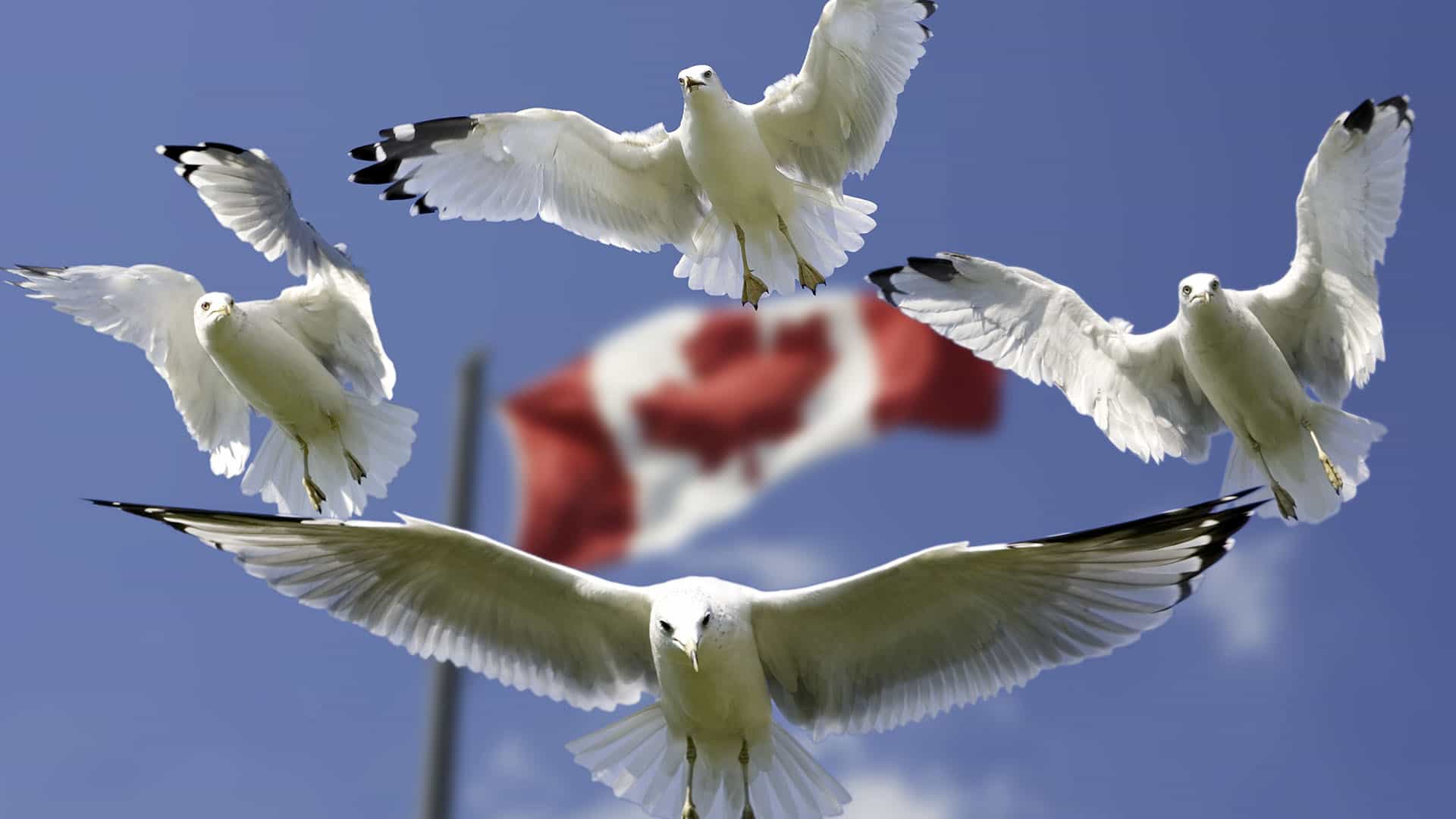 Business Relocaton to Canada